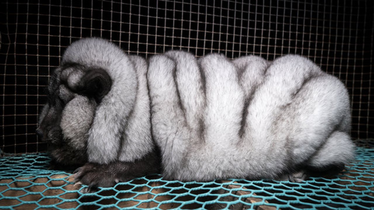 Das Schicksal dieses Tieres sorgt weltweit für Wut