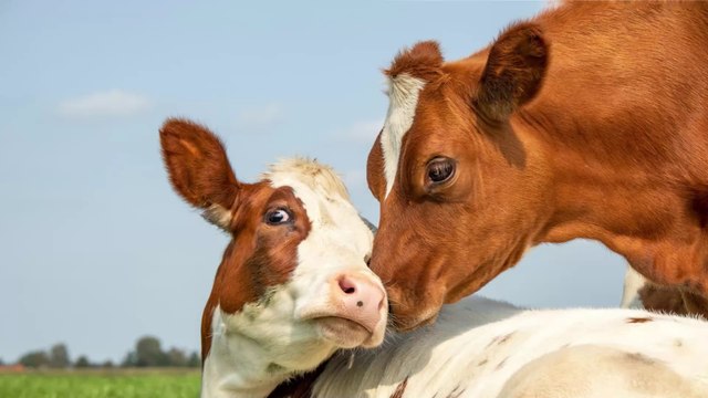 Naissance d'un veau à deux têtes en Inde