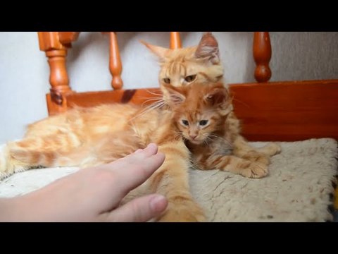 Cat Dad Paws at Owner Trying to Pet Kitten