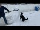 Man Shovels Snow So Border Collie Can Play