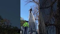 Firefighter Rescues Kitten Stuck in Tree
