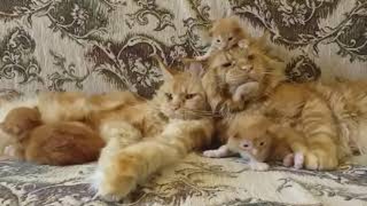 Angry Cat Family
