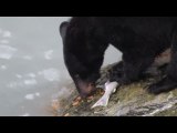 Black Bear Being Picky, Eating Only Caviar