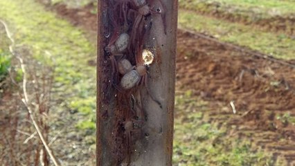 Touristen machen in Australien eine unliebsame Begegnung