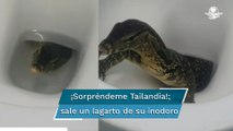 Turistas graban a lagarto saliendo de su inodoro en hotel