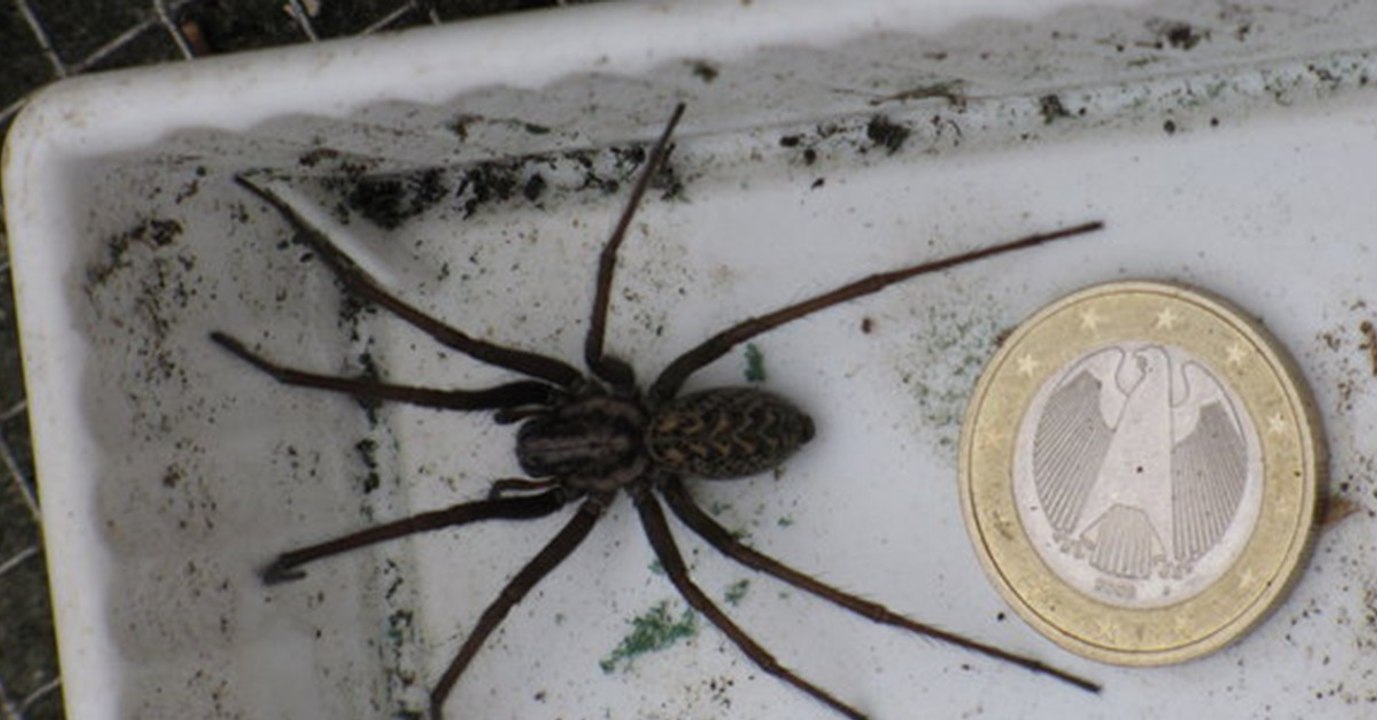 In Deutschland ist die Hauswinkelspinne auf dem Vormarsch