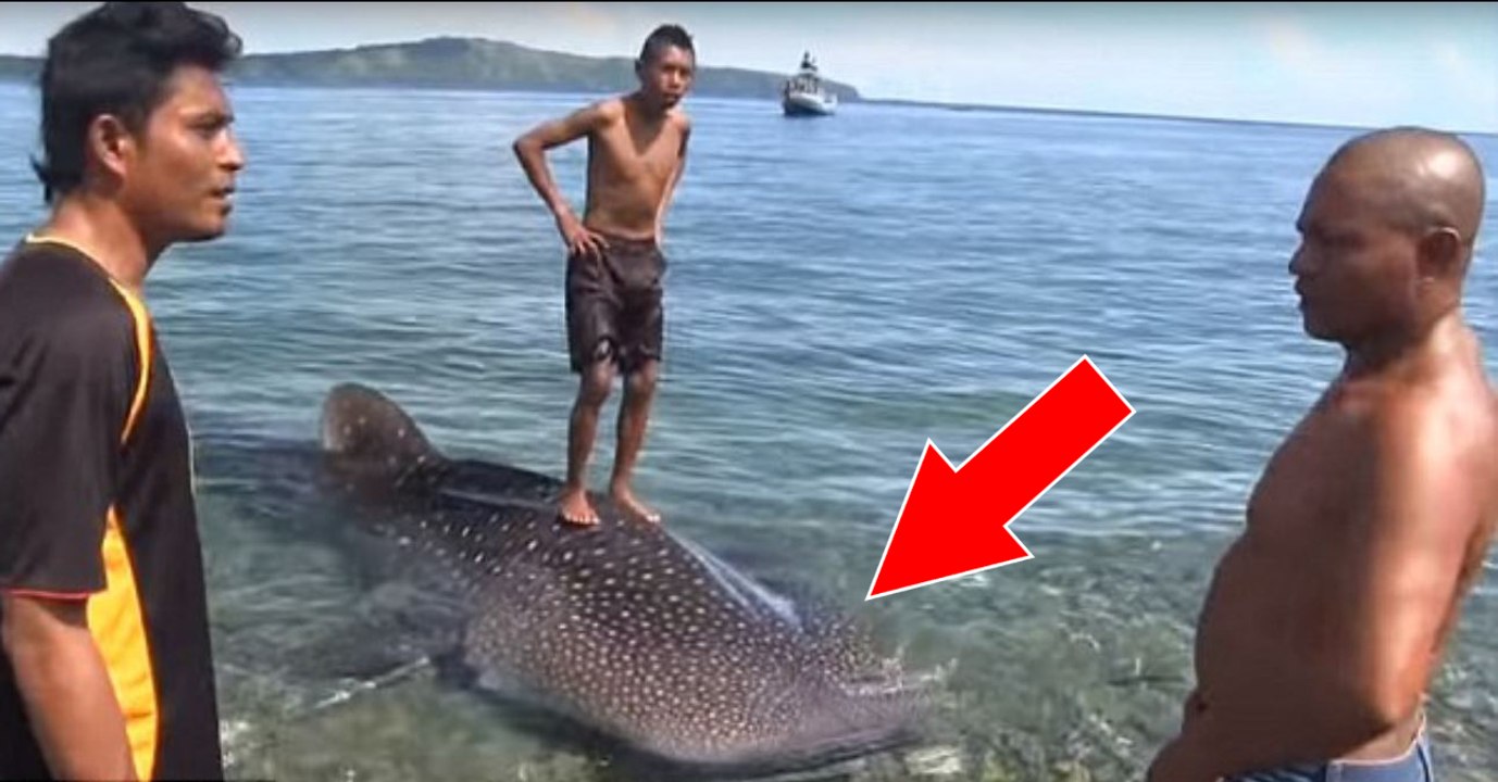 Tourist aus Russland rettet Walhai