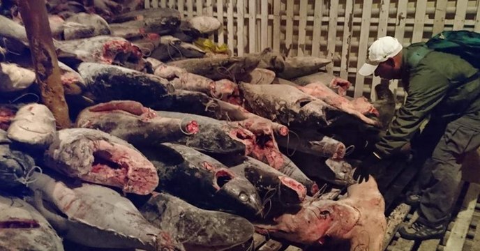 Chinesisches Schiff mit über 6000 Haien an Bord bei den Galapagos-Inseln abgefangen