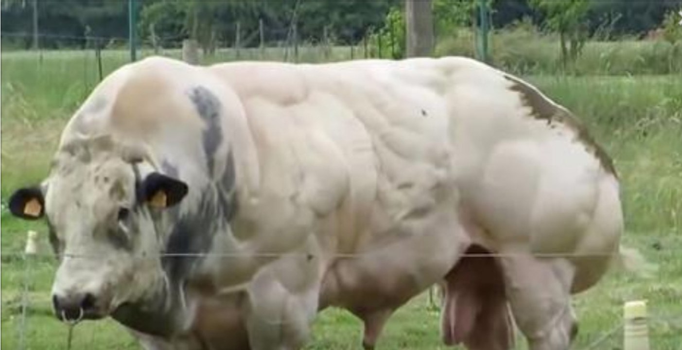 Der Weißblaue Belgier: Der kräftigste Stier der Welt