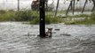 Überschwemmungen in den USA: Dieser Hund wurde an einen Pfahl gebunden und seinem Schicksal überlassen