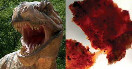 Schwangerer T-Rex mit DNA-Spuren entdeckt