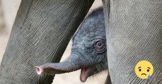 Püppi ist tot nach 10 Tagen! Jetzt stellen sich alle im Zoo diese eine Frage