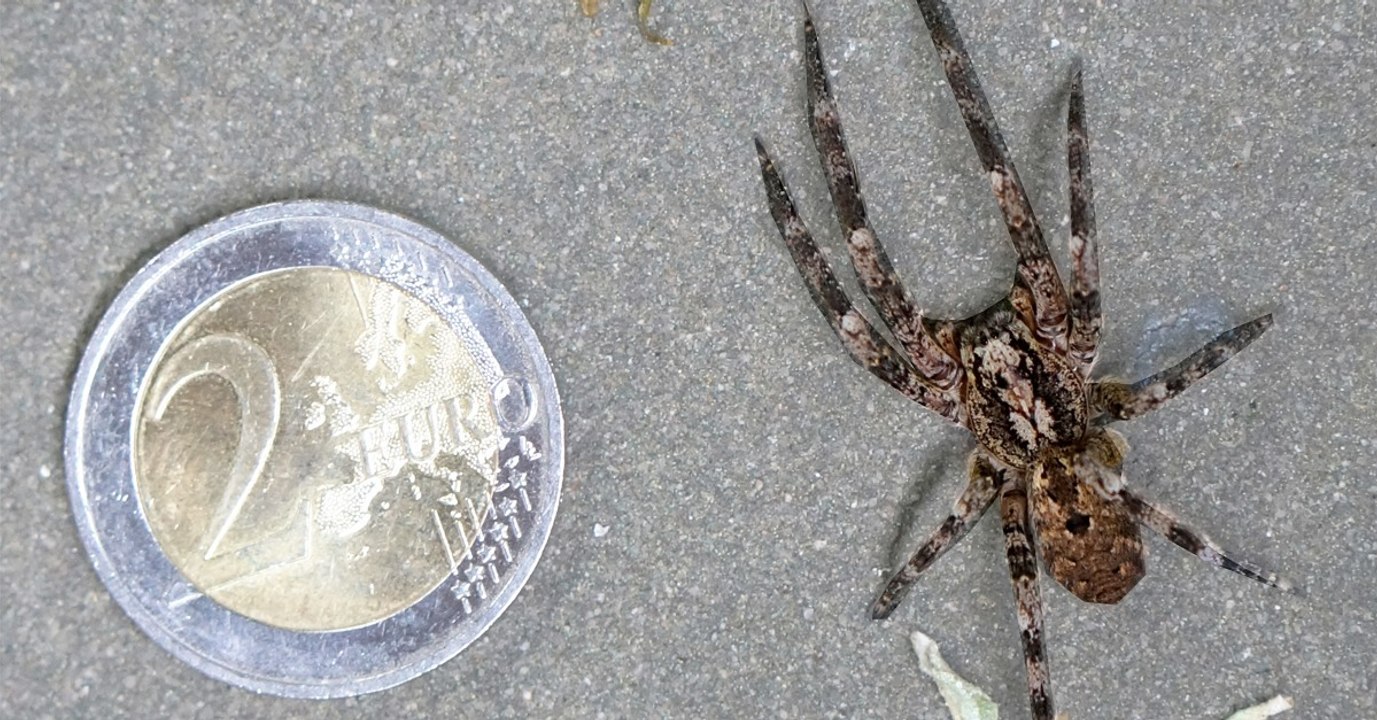 Giftspinne aus dem Ausland breitet sich in Deutschland aus
