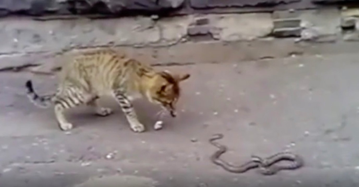Armes Kätzchen: Es begegnet einer wütenden Giftschlange! (Video)
