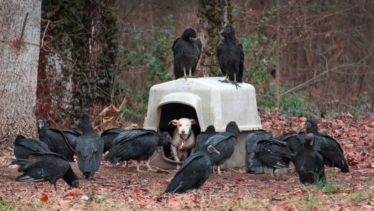 Er findet eine ausgesetzte Hündin im Wald, die schon von Geiern umkreist wird