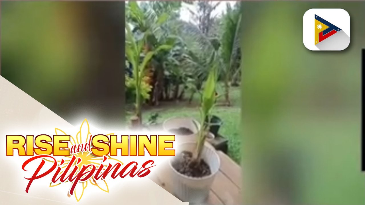 ALAMIN | Tamang pag-aalaga sa indoor water plants
