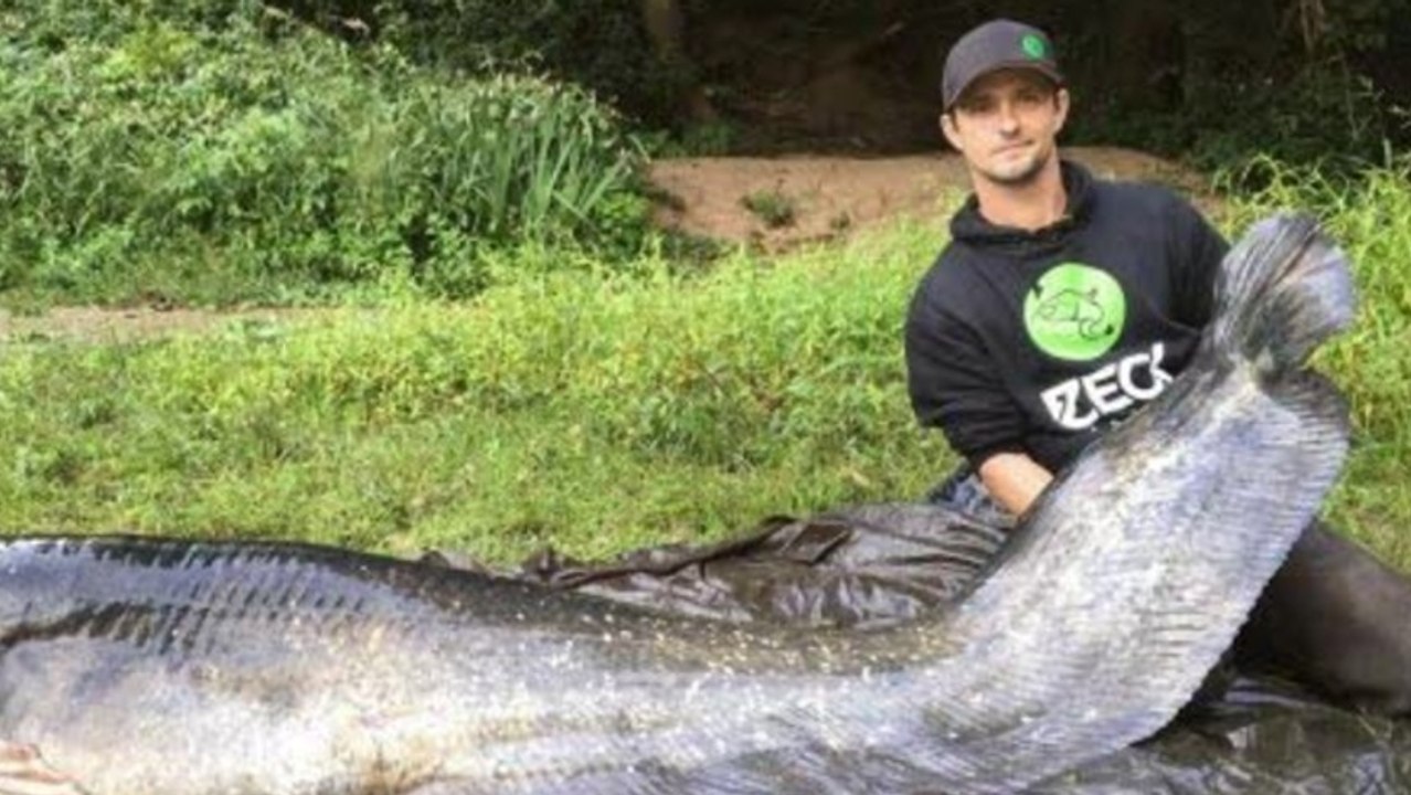 Er macht den Fang seines Lebens: Dieser Wels bricht alle Rekorde