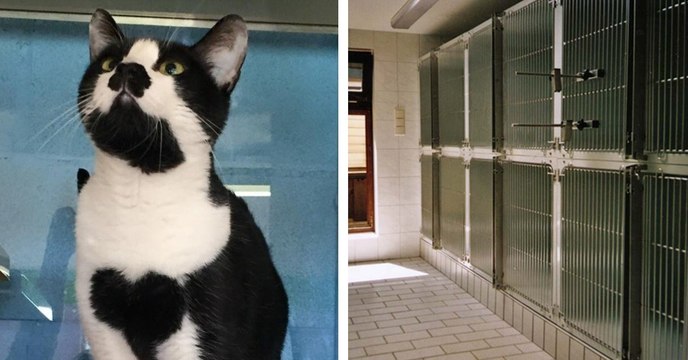 Aus diesem traurigen Grund verbringt Muffy schon ihr ganzes Leben im Tierheim