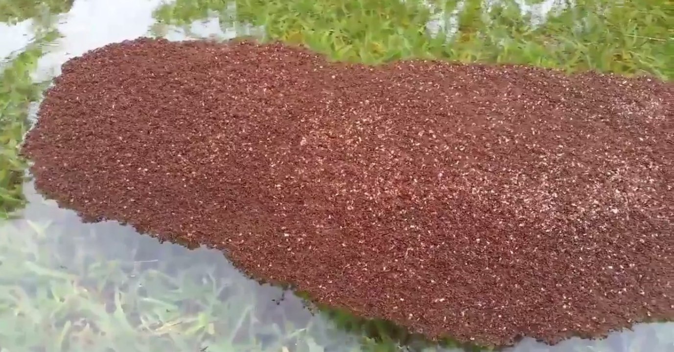 Sie entdecken diese schwimmende Insel. Dann erst begreifen sie die Gefahr, die sich darin verbirgt!