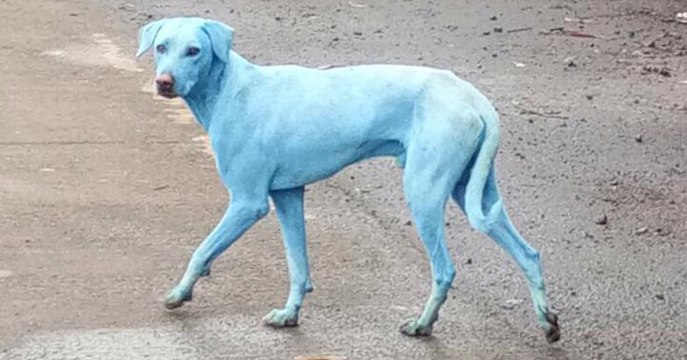 Das Geheimnis der blauen Hunde ist gelüftet