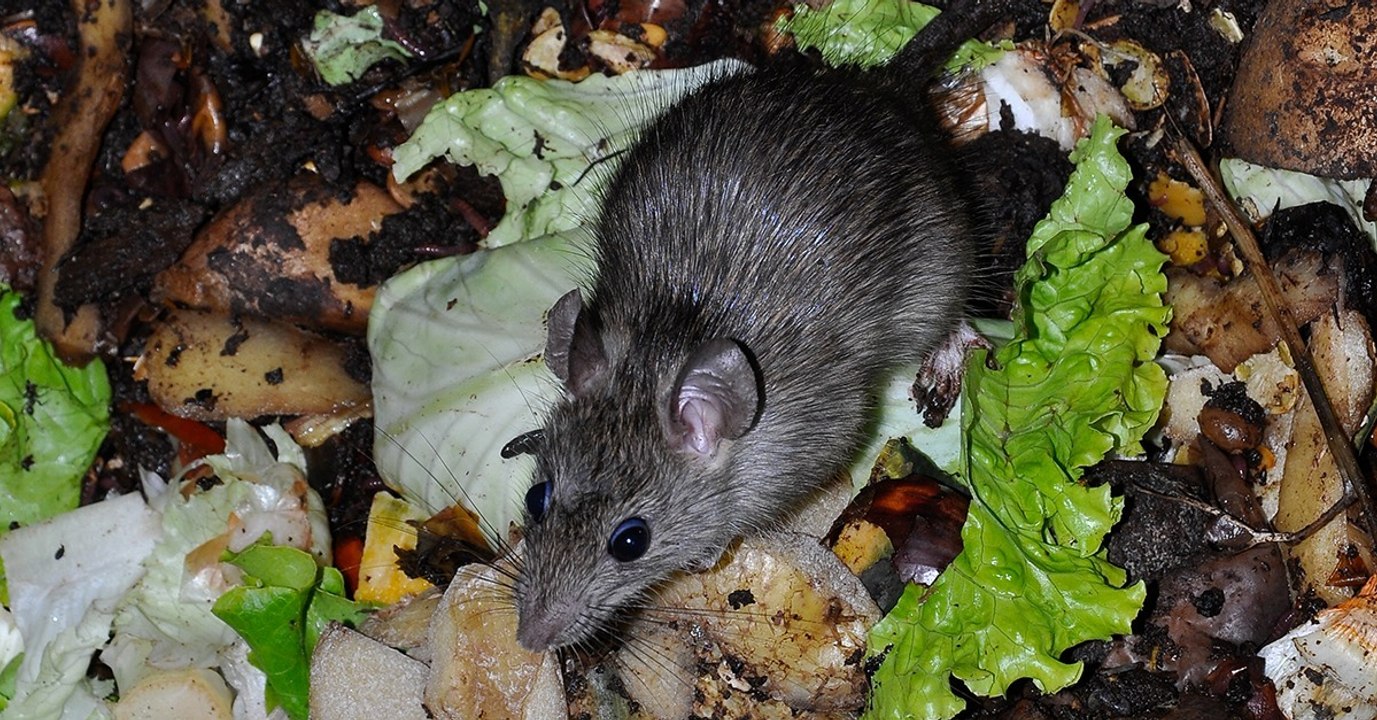 Das ekelhafteste China-Restaurant Deutschlands: Die Lebensmittelkontrolleure sind schockiert