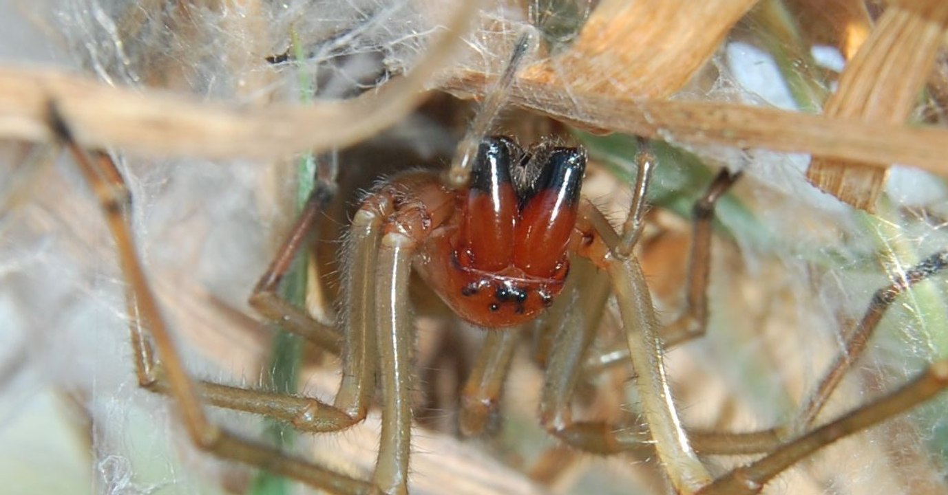 Der Deutsche Naturschutzbund warnt vor einer giftigen Spinne in Deutschland