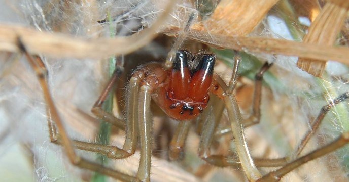 Der Deutsche Naturschutzbund warnt vor einer giftigen Spinne in Deutschland