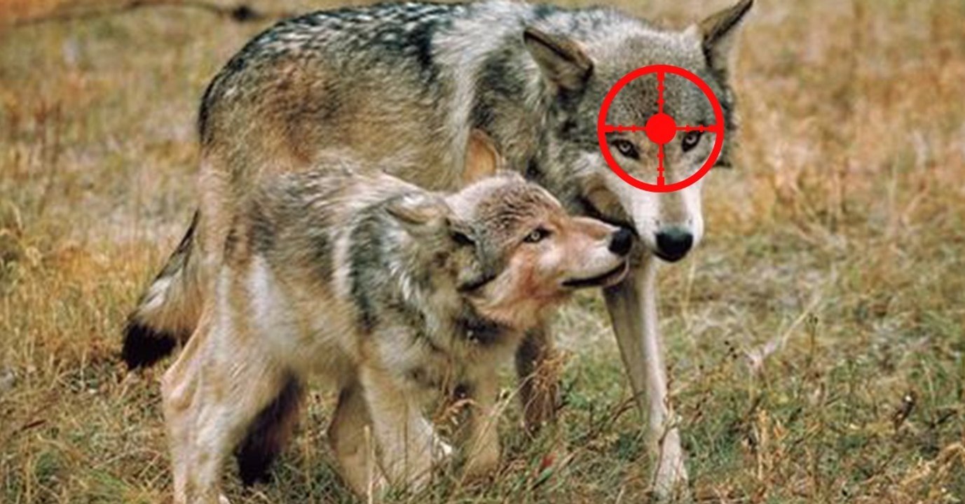 Wölfe in Niedersachsen: Landesregierung will „Problemrudel“ jagen