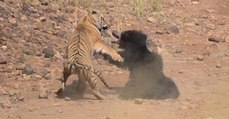 Tiger greift an: Die Bärin verteidigt verzweifelt ihr Junges
