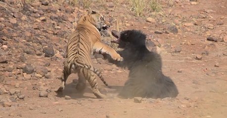 Tiger greift an: Die Bärin verteidigt verzweifelt ihr Junges