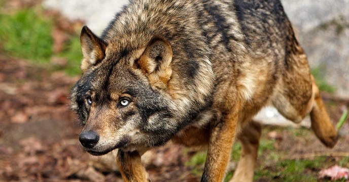 Wölfe aus Gehege in Bayern ausgebrochen und zum Abschuss freigegeben