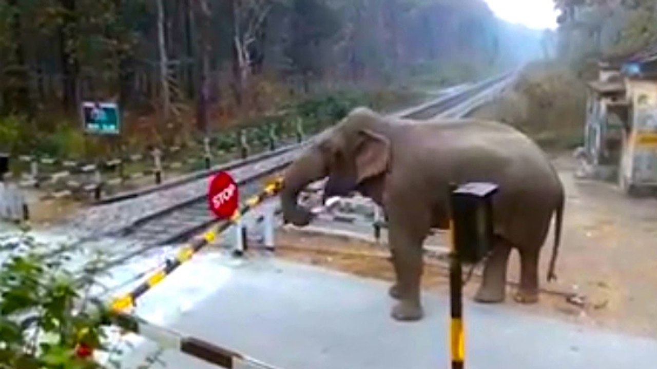Wenn ein Elefant einen Bahnübergang überqueren will