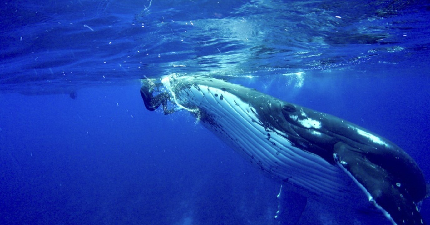 Buckelwal rettet Taucherin vor einem Tigerhai