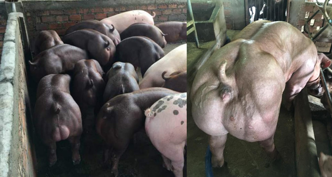 Diese Zucht-Schweine sind hypermuskulös: Der Grund sorgt für Empörung!