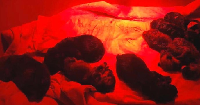 In Österreich macht ein Pilzsammler eine Entdeckung, die viele Fragen aufwirft