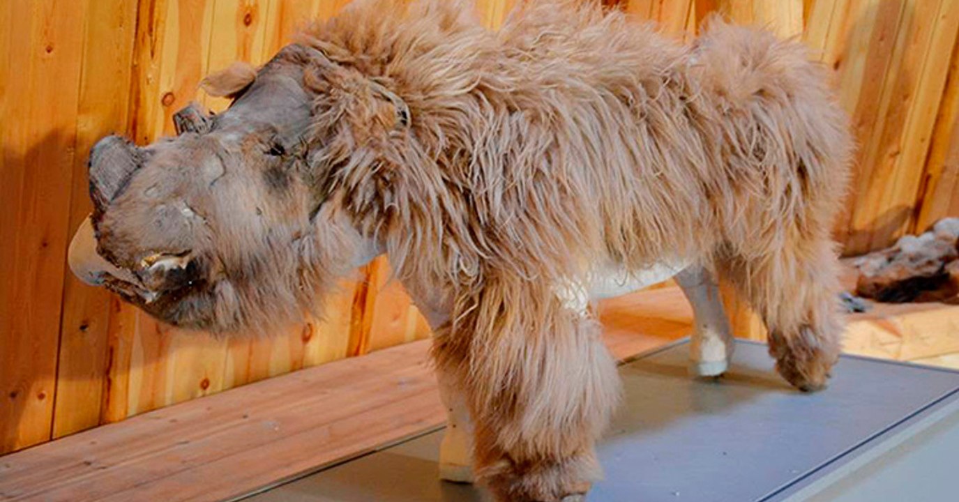 Wissenschaftler hauchen Baby-Wollnashorn aus der Eiszeit neues Leben ein