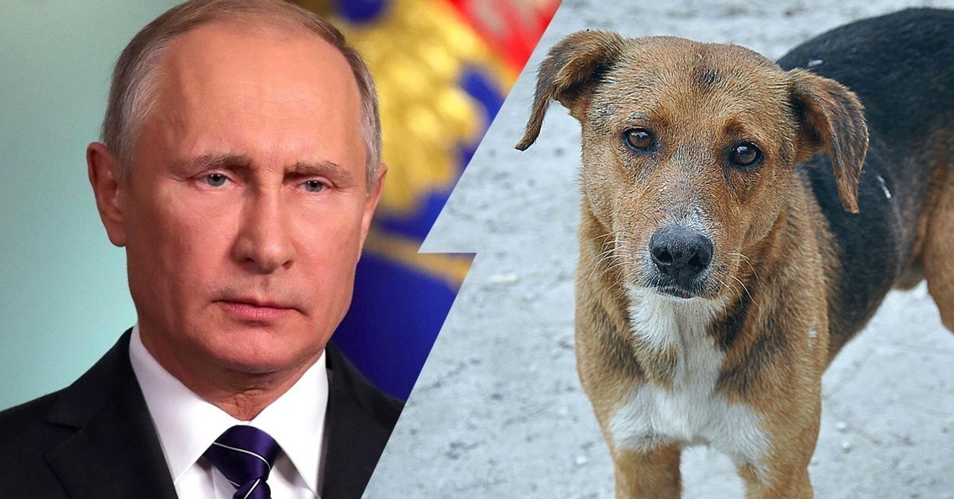 WM 2018 in Russland: Säuberungsaktionen von Tieren im Gange