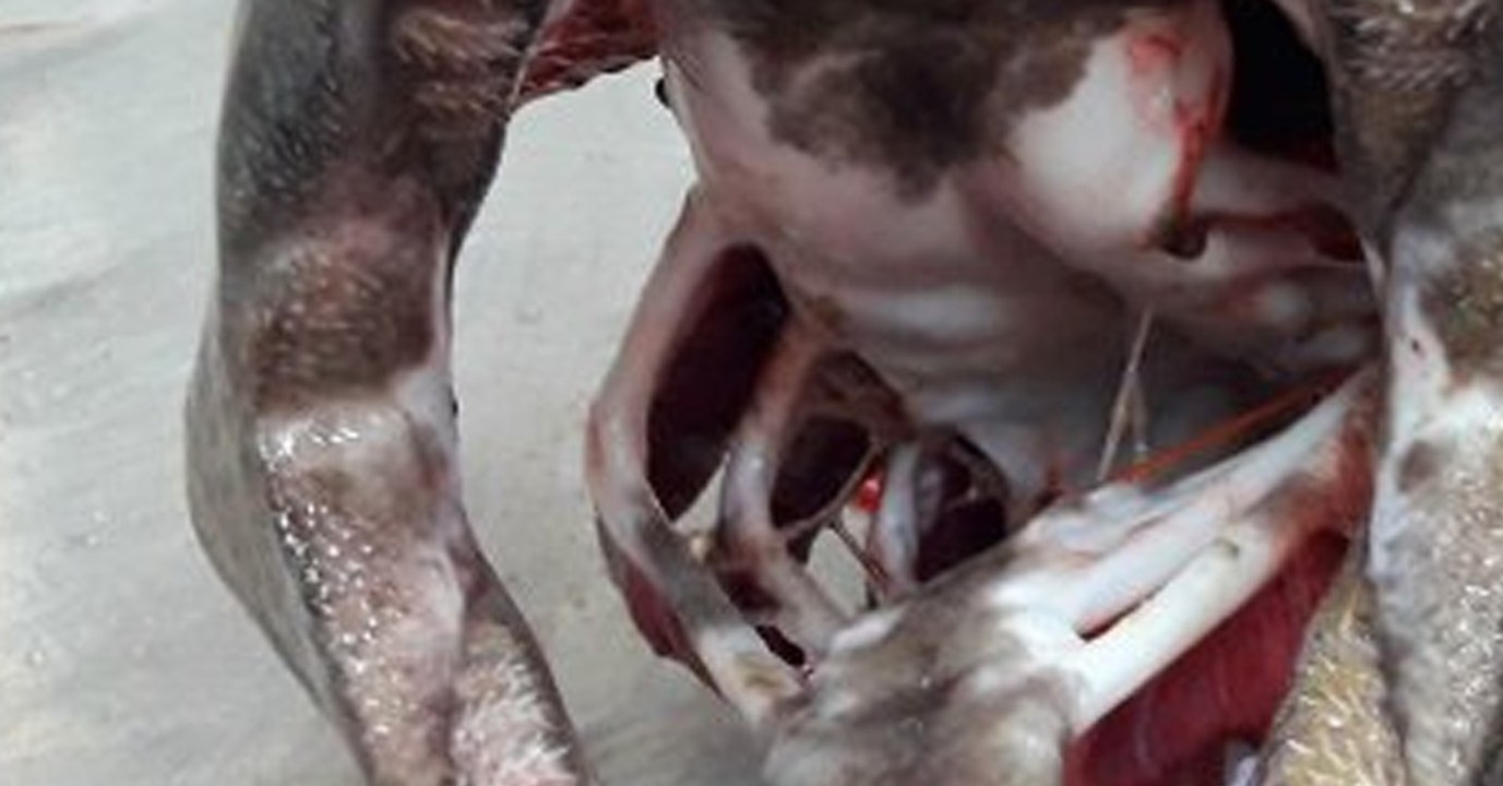 Plötzlich haben sie einen Urzeit-Hai am Haken. Sein Gebiss ist einmalig