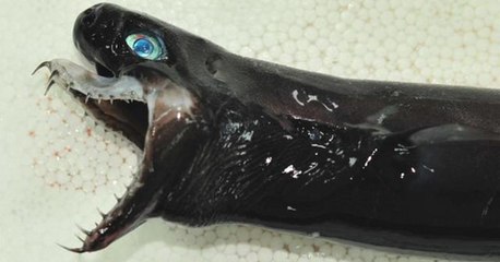 Fischer fangen furchterregende Haie in der Tiefsee