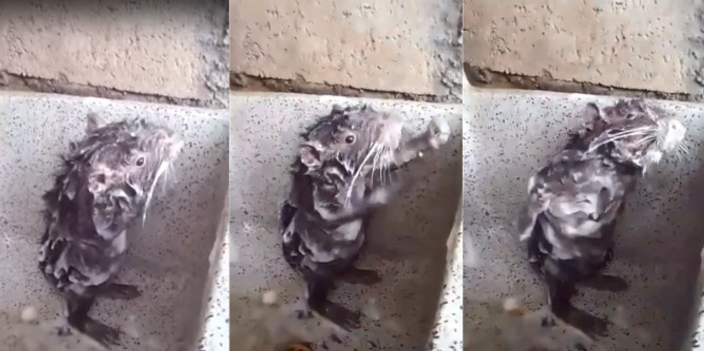 Die „duschende“ Ratte und die traurige Wahrheit dahinter
