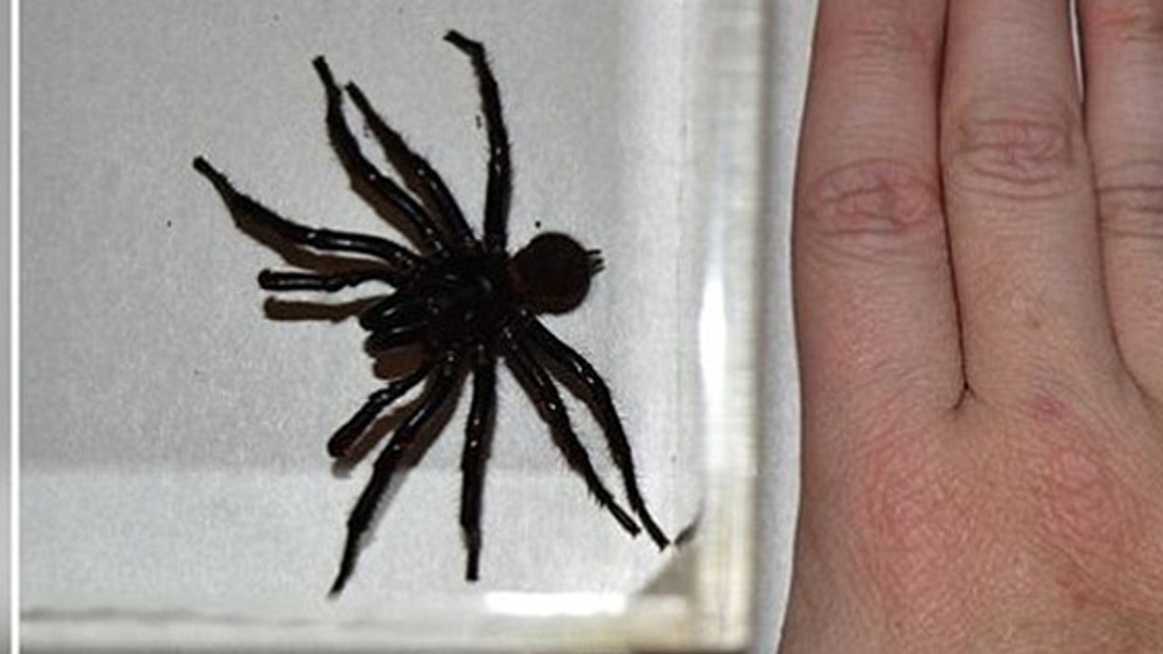 In Australien entdeckt: Biss der Colossus-Spinne hat heftige Folgen für Menschen