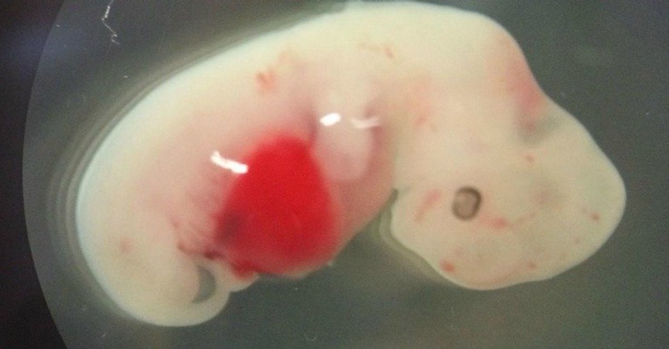 Wenn Wissenschaftler zu weit gehen: Schaf-Mensch-Hybrid erschaffen