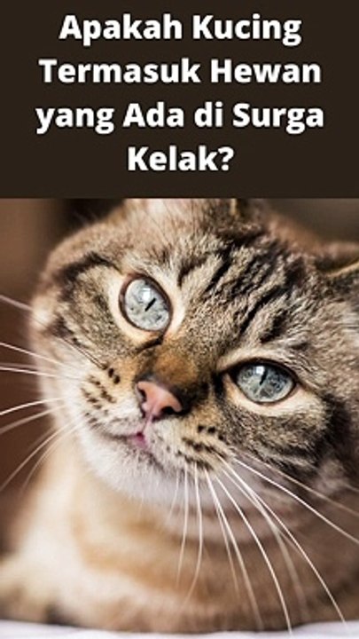 Apakah Kucing Masuk Surga   Simak Penjelasannya di Video Ini #KucingMasukSurga #KucingSurga #Shorts