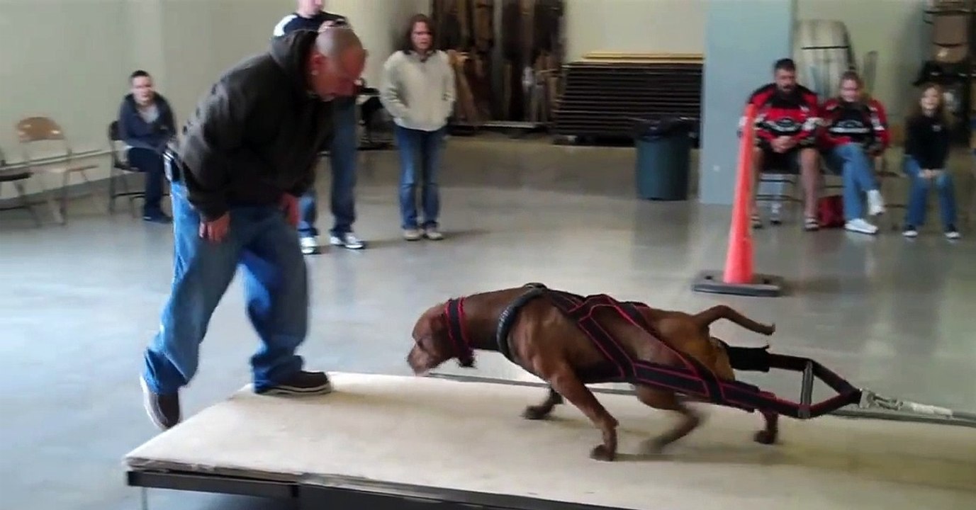 Hunde-Wettkampf sorgt für große Empörung