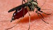 Mücken-Alarm in Deutschland: Stechen die Mücken im Frühling schon?