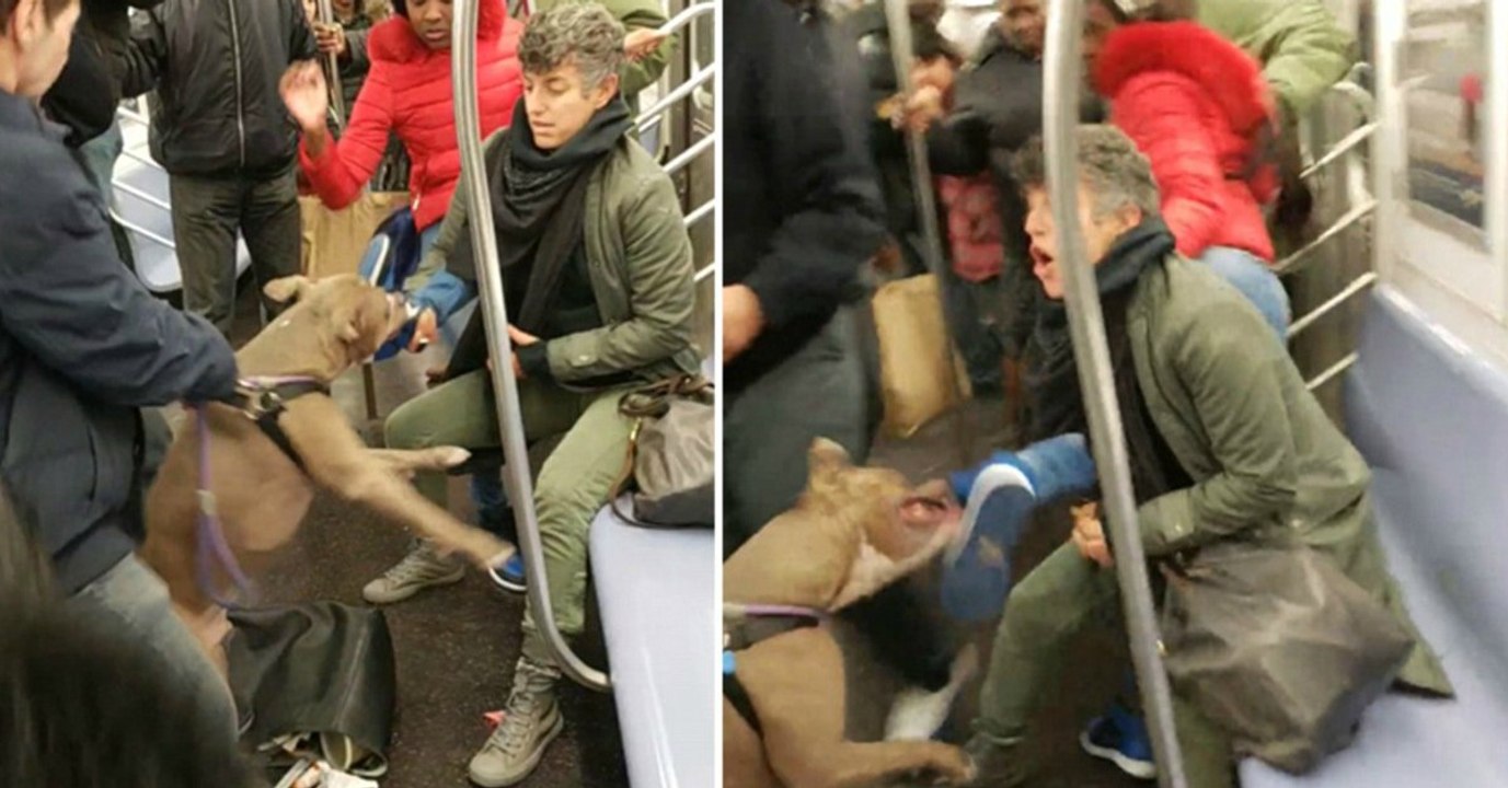 Pitbull sorgt für einen Alptraum in der U-Bahn