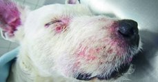Aujeszkysche Krankheit: Wildschwein-Virus wird zur Gefahr für Hunde und Katzen