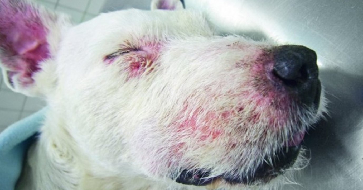 Aujeszkysche Krankheit: Wildschwein-Virus wird zur Gefahr für Hunde und Katzen