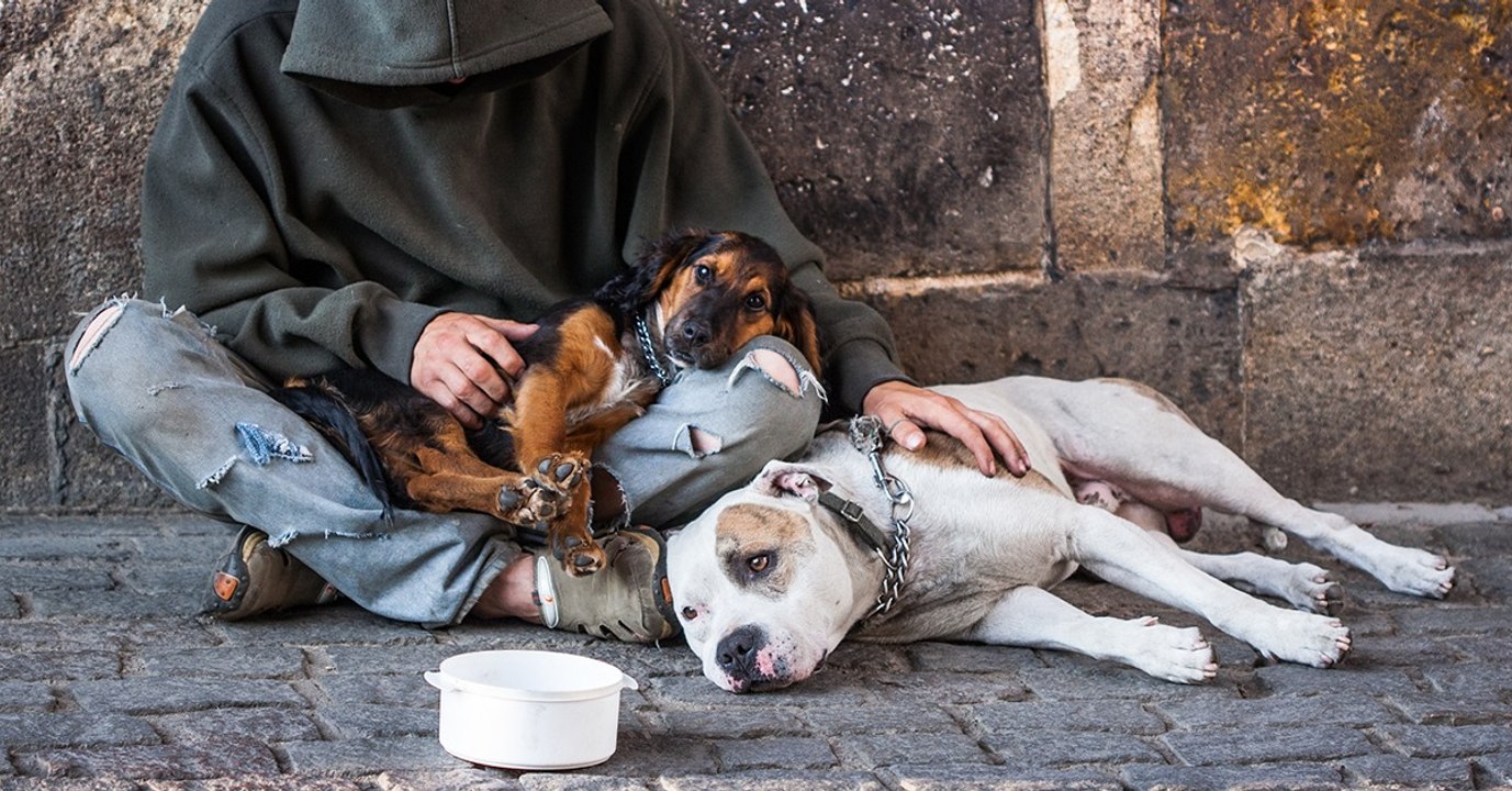 Tierarzt schlägt Alarm: Was die Bettel-Banden mit ihren Hunden machen, ist widerwärtig