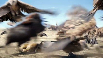 Aslan Kral Orijinal Klip - I&#039;m Gonna Name Him Fred